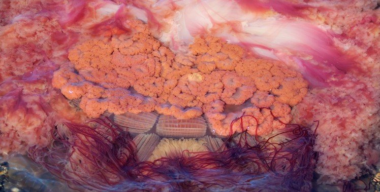 arctic jelly