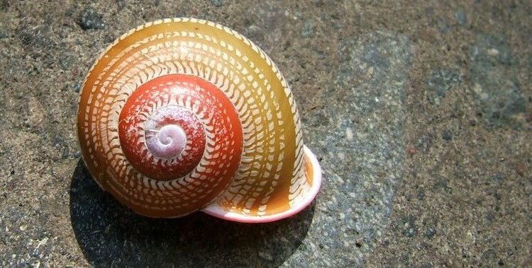 snailcrop